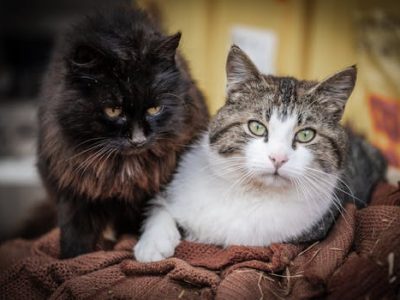 Two cats, a white and tabby mix and a fluffy black cat, relaxing indoors on a blanket.